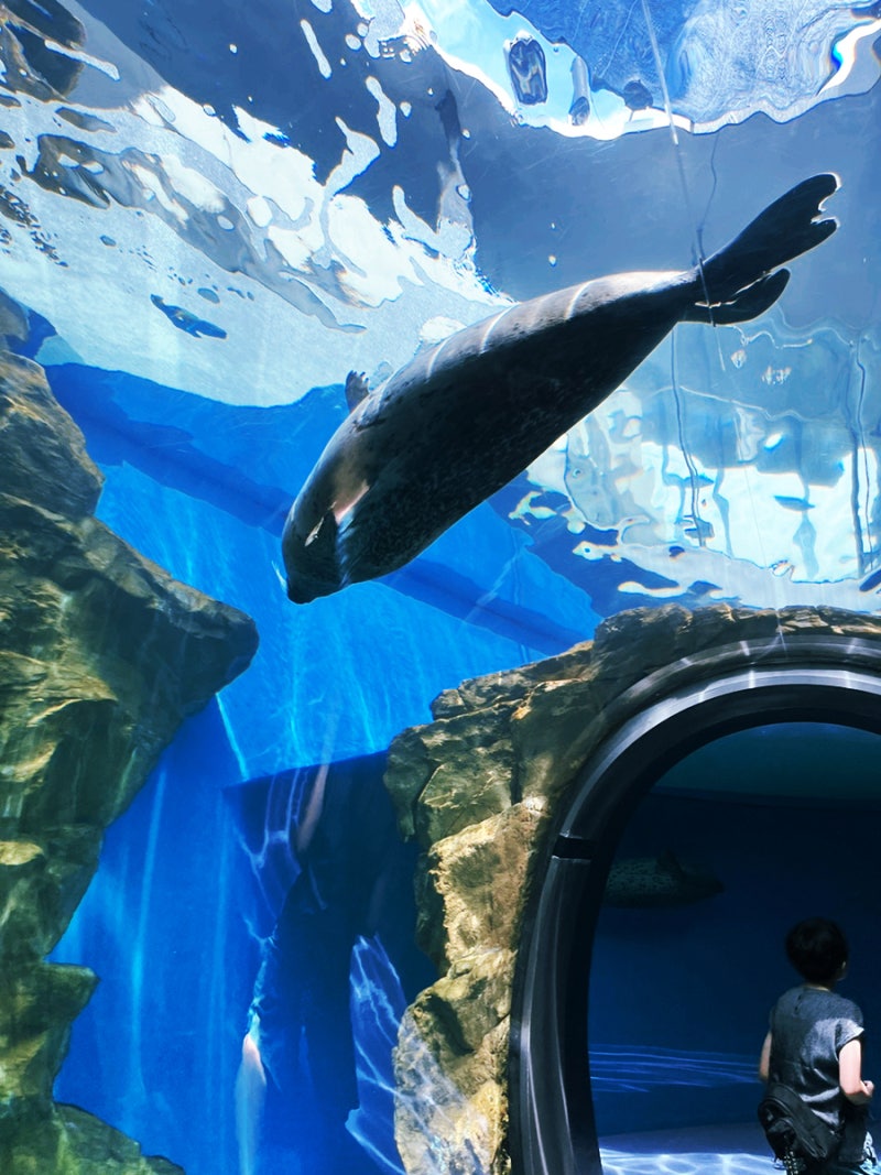 시나가와 수족관 ~ 바다표범, 물개, 상어 외 ~ 기념품\u0026매점 : 네이버 블로그, image size:800x1067