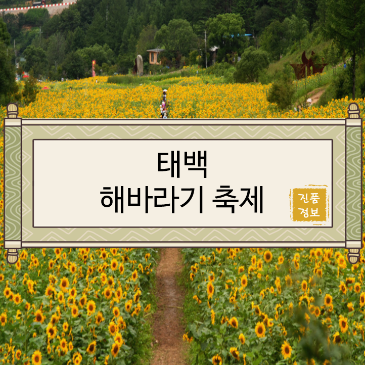  [강원행사/강원축제/태백행사/태백축제/태백가볼만한곳/태백데이트] 태백 해바라기 축제