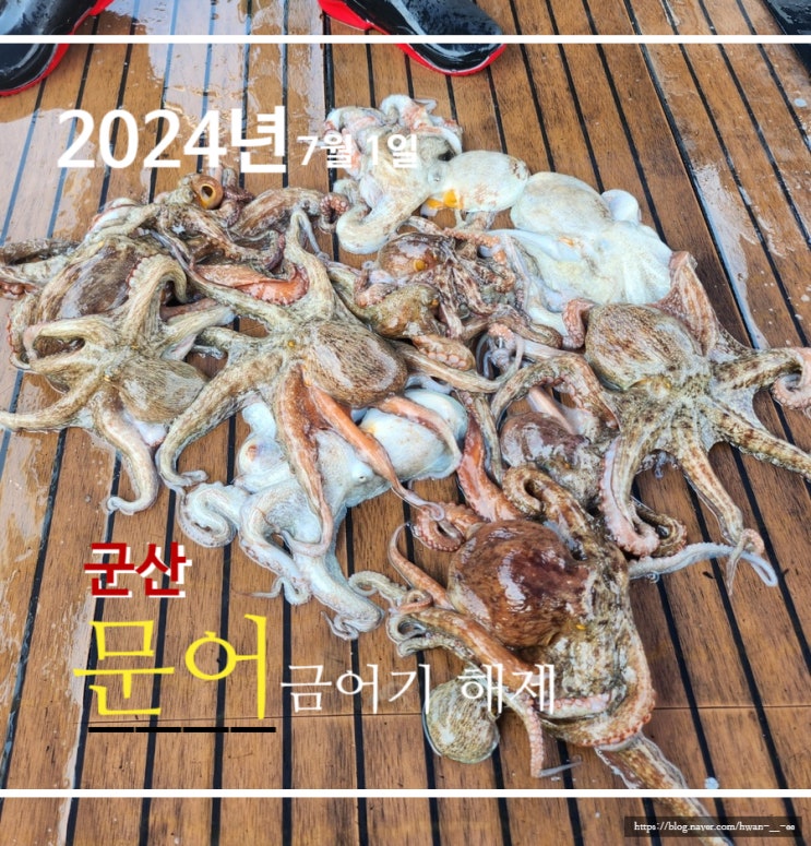  군산 문어 금어기 탐사 조행기 2024년 쌍걸이 걸었던 날