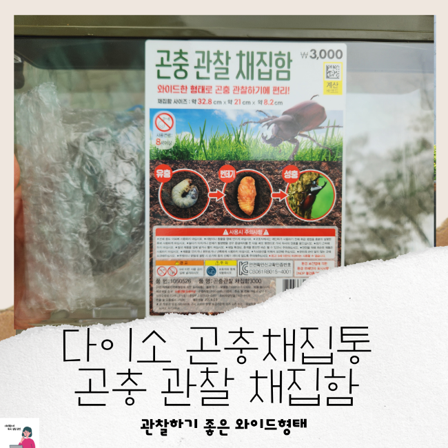 다이소 곤충채집통 곤충 관찰 채집함 애벌레 키우기