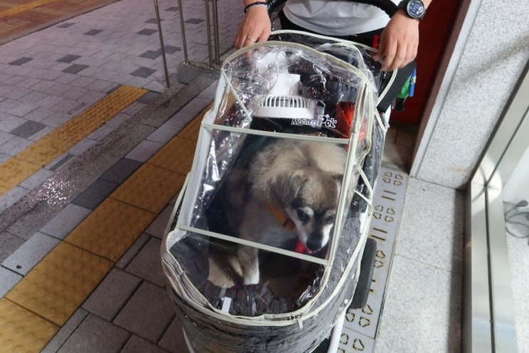  강아지 장마철 산책 필수품 유모차 레인커버 이게 제일 내돈내산