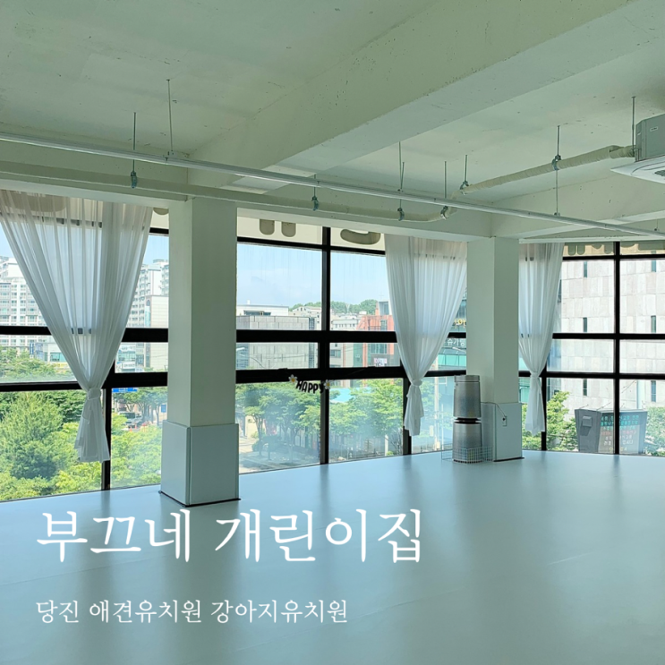  당진 애견유치원 강아지 유치원 부끄네 개린이집