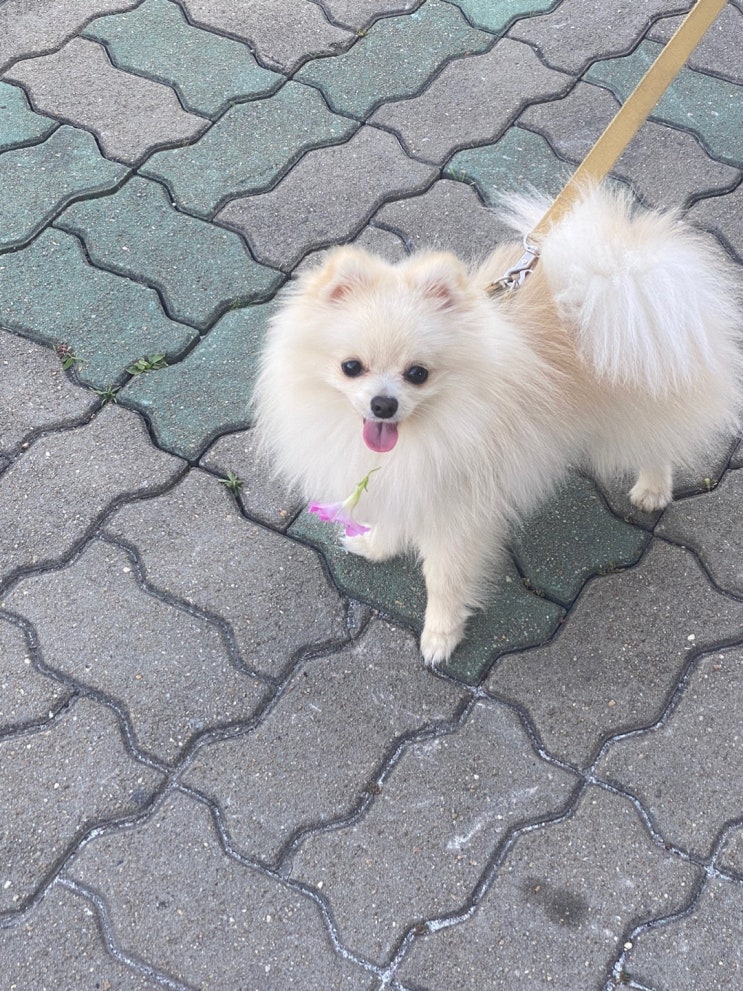  강아지 관절 영양제 추천 관절탄탄