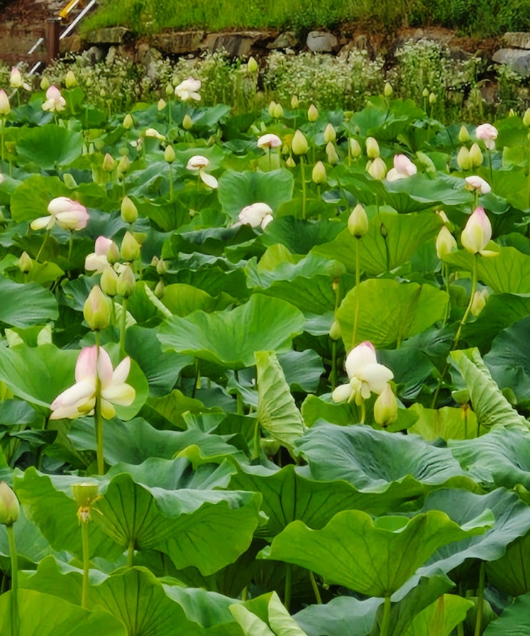  경북 성주 연꽃 명소 뒷미지 수변공원 산책 배롱나무도 있어요