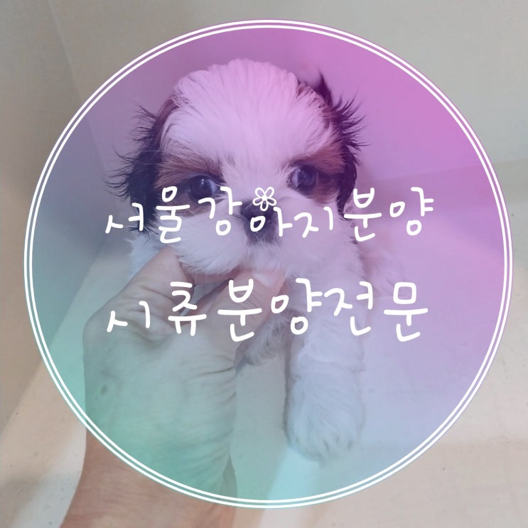  사랑스럽고 털이 잘 빠지지않는 순한 서울강아지분양 시츄와 함께해요!