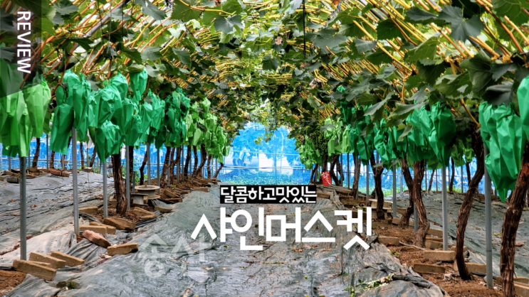  샤인머스캣 익어가는 마을  송산 _ 튼튼파머