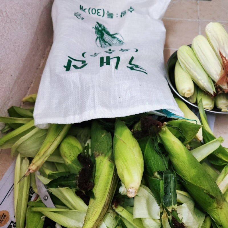 괴산대학찰옥수수30개 삶기,보관방법