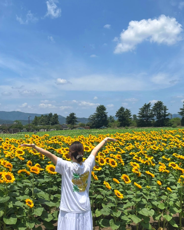  경주 가볼만한 곳 • 안압지 경주연꽃단지 해바라기밭