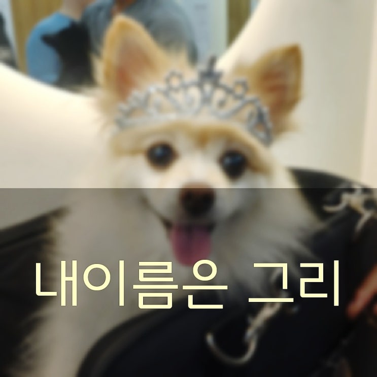  까칠대마왕 포메라니안 우리 이제 제법 친해요(포메라니안 특징)