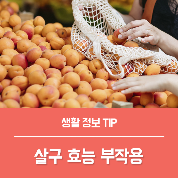  살구 효능 부작용, 맛있는 살구 고르기 TIP!