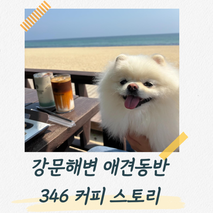  강문해변 애견동반 오션뷰 카페, 일찍 오픈하는 346 커피스토리