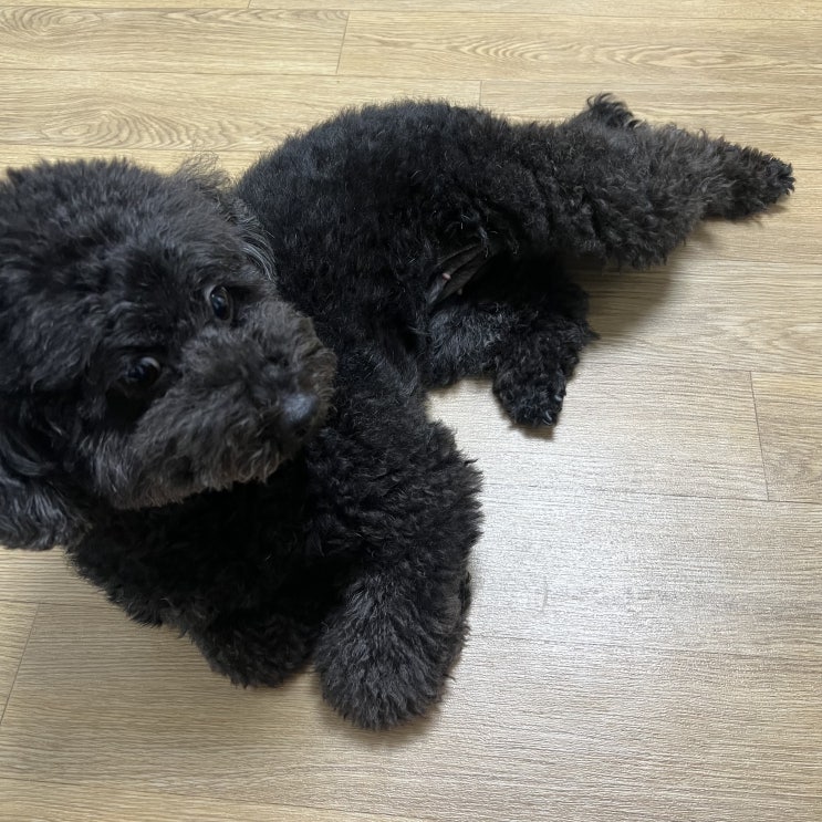  강아지 상상임신 원인, 증상 및 대처방법