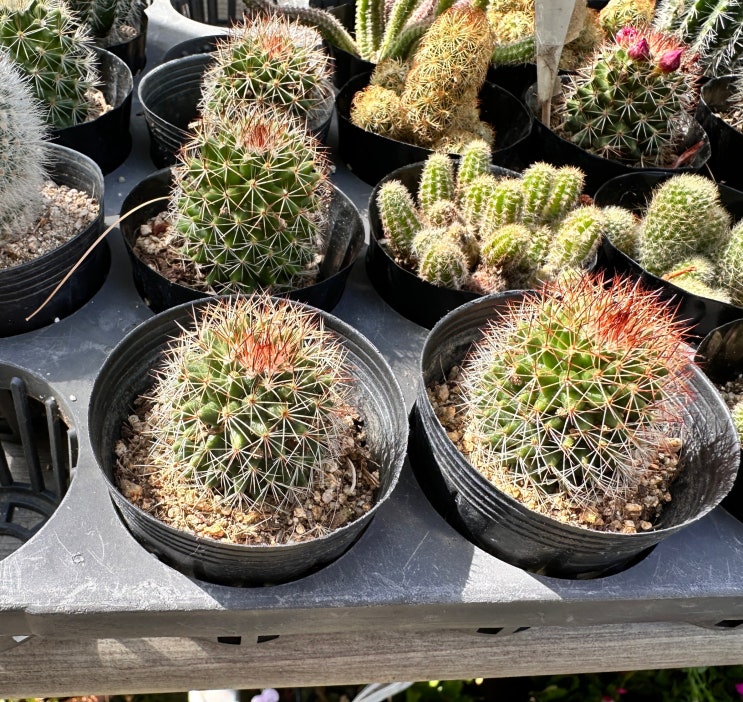  선인장 키우기 물주기 특징 살펴보기