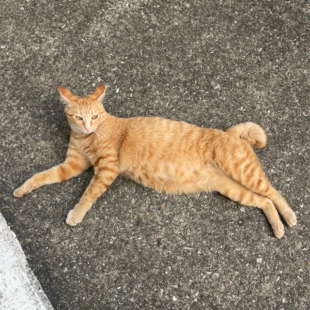  방학에도 학교에서 같이 노는 고양이 미미