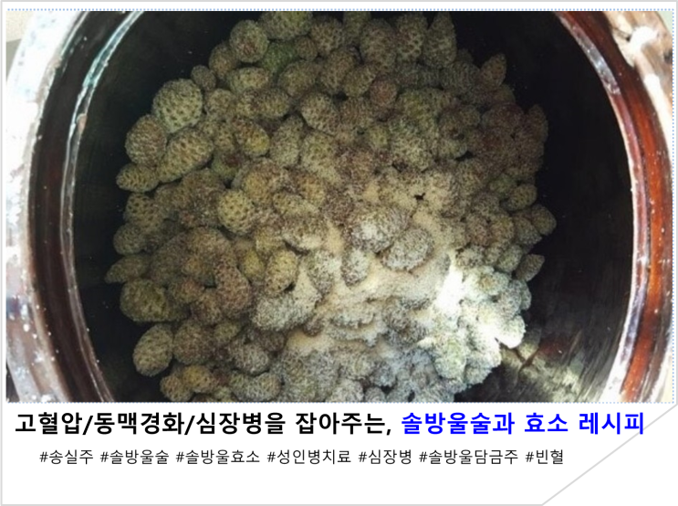  고혈압/동맥경화/심장병을 잡아주는 송실주, 솔방울 술과 효소 레시피