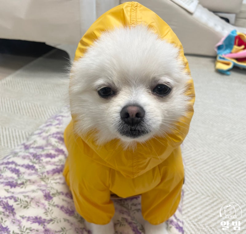 [쏘오옥] 강아지 우비 바람막이 에어커버롤 사이즈 구매 후기