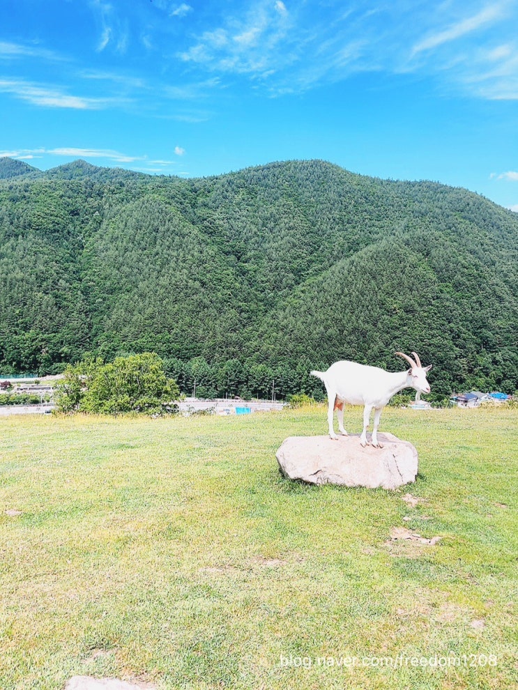  [랜덤여행] 태백 아이와 가볼만한 곳 몽토랑 산양체험목장방문기