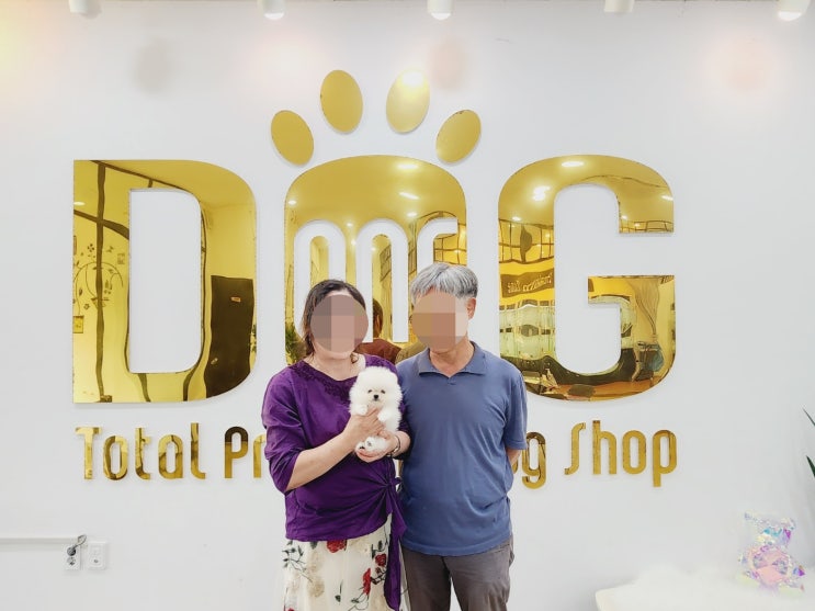  포메라니안 아가, 세종시 원독에서 행복한 가정으로 분양 완료!/강아지분양 세종강아지분양 세종시애견샵 오송강아지분양 오송애견샵