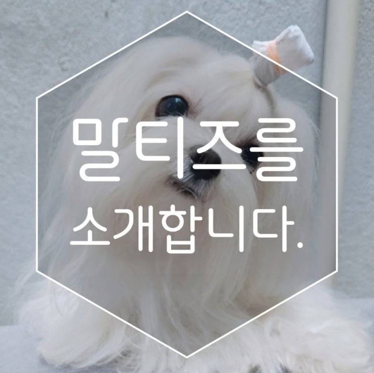  소중한 가족으로 말티즈 어때요? 서울강아지분양 아기애견과 함께해요!