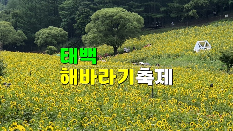 7월~8월 꽃축제 · 2024 태백 해바라기축제 기본정보 태백 가볼만한곳 구와우마을 7월~8월 꽃축제 · 2024 태백 해바라기축제 기본정보 태백 가볼만한곳 구와우마을