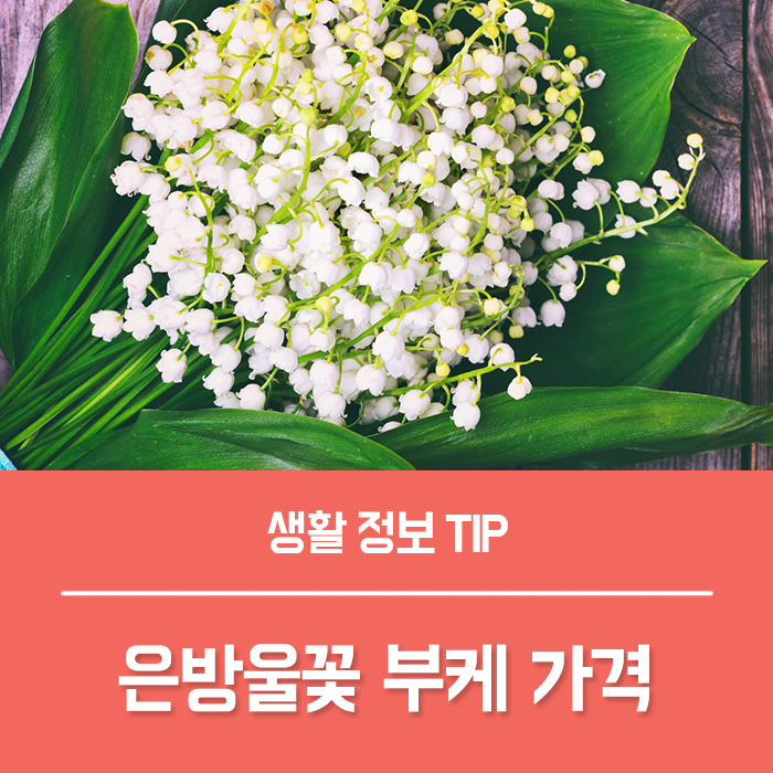  은방울꽃 키우기, 은방울꽃 꽃말 부케 가격 알아볼까요?