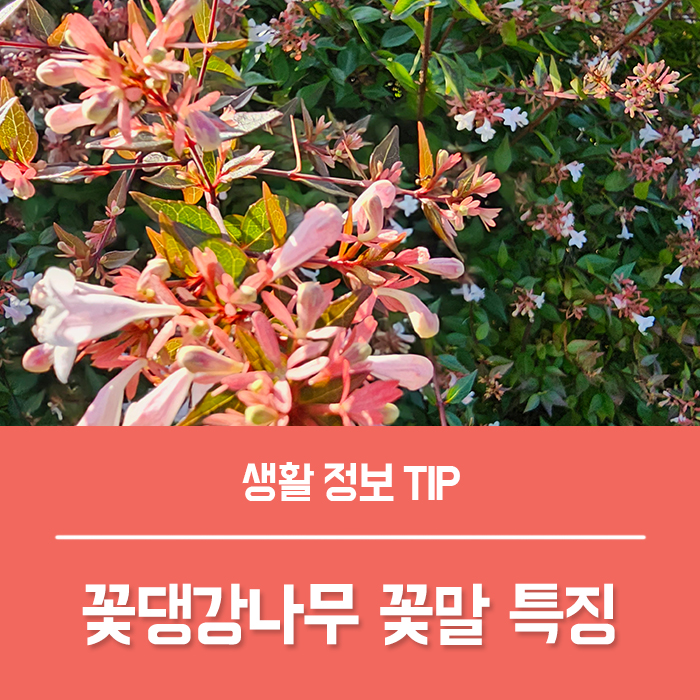  꽃댕강나무 꽃말 특징은?
