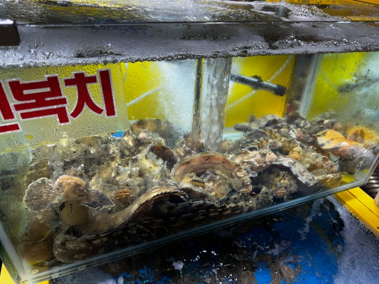  가락시장 전복치 aka. 괴도라치 횟감 리뷰