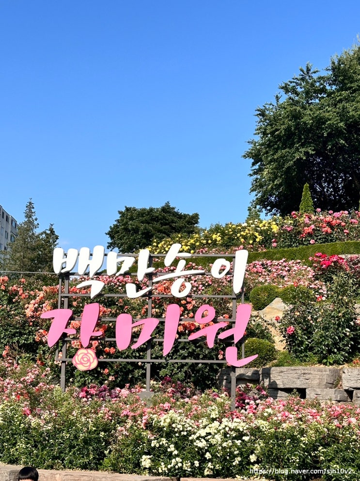  봄꽃 페스티벌 백만송이장미원 2024 부천 장미축제 팁 일정 및 주차장 안내