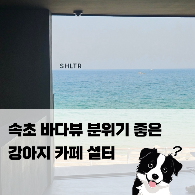 속초 혼여행 바다뷰 분위기 좋은 강아지 카페 셜터