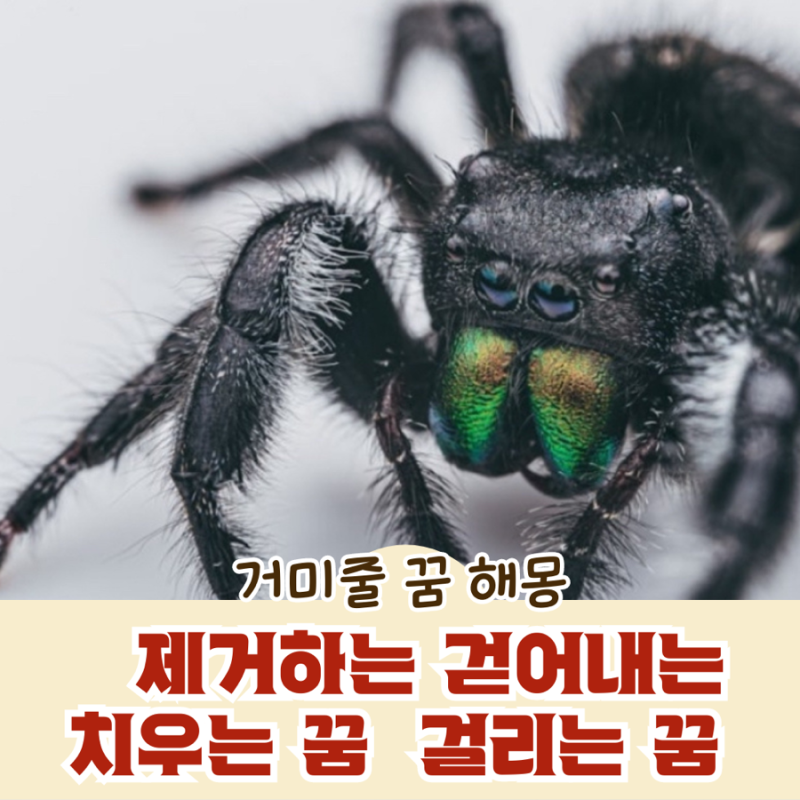 거미줄 꿈 해몽 제거하는 걷어내는 치우는 꿈 걸리는 꿈