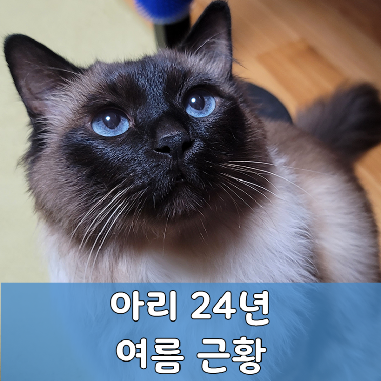  껌딱지 아리의 24년 여름 근황