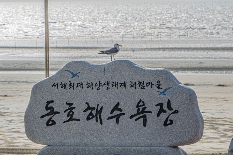  전북 고창 여행 동호해수욕장 캠핑장 갈매기도 있고 갯벌체험까지