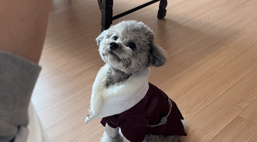 노령·흔한 질병 보장 안돼…펫보험 제약 수두룩 노령·흔한 질병 보장 안돼…펫보험 제약 수두룩