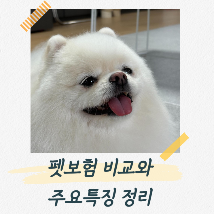  펫보험 종류 비교와 주요 특징 알고 똑똑하게 가입하기