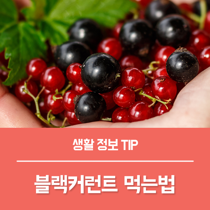  블랙커런트 맛, 먹는법과 효능 부작용 총정리!