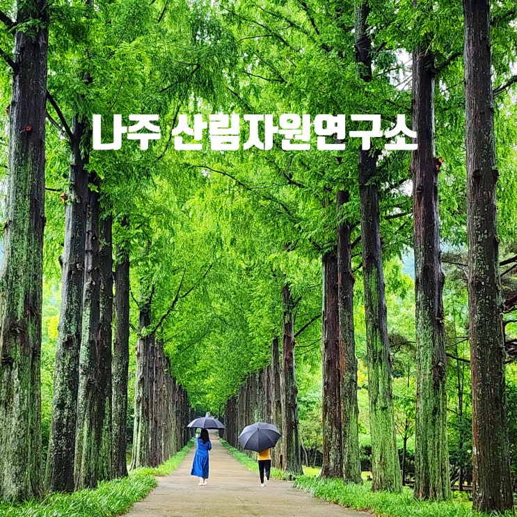  〔전남나주〕나주 산림자원연구소 메타세쿼이아 길-메타세쿼이아 길 폭이 좁아서 사진 멋진 곳-나주 산림자원연구소 맥문동