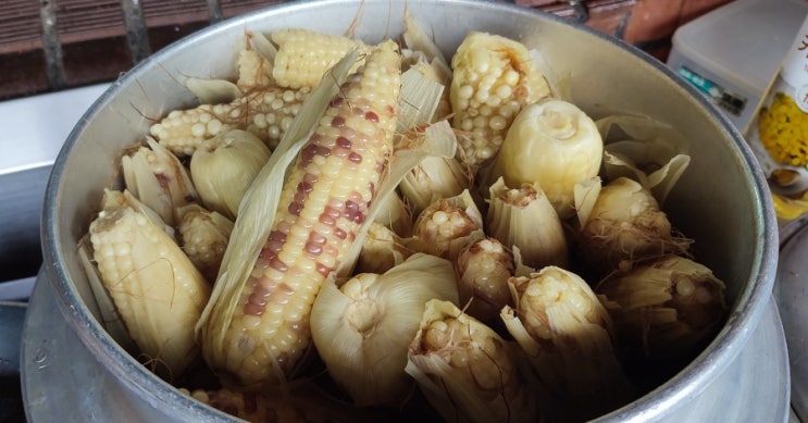  옥수수 맛있게 삶는 방법과 삶는 시간 꿀팁!!