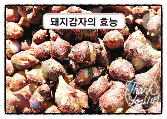  돼지감자 효능 돼지감자차 돼지감자즙