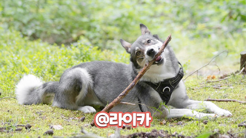라이카 개 분양 전 알아보는 견종 강아지 정보