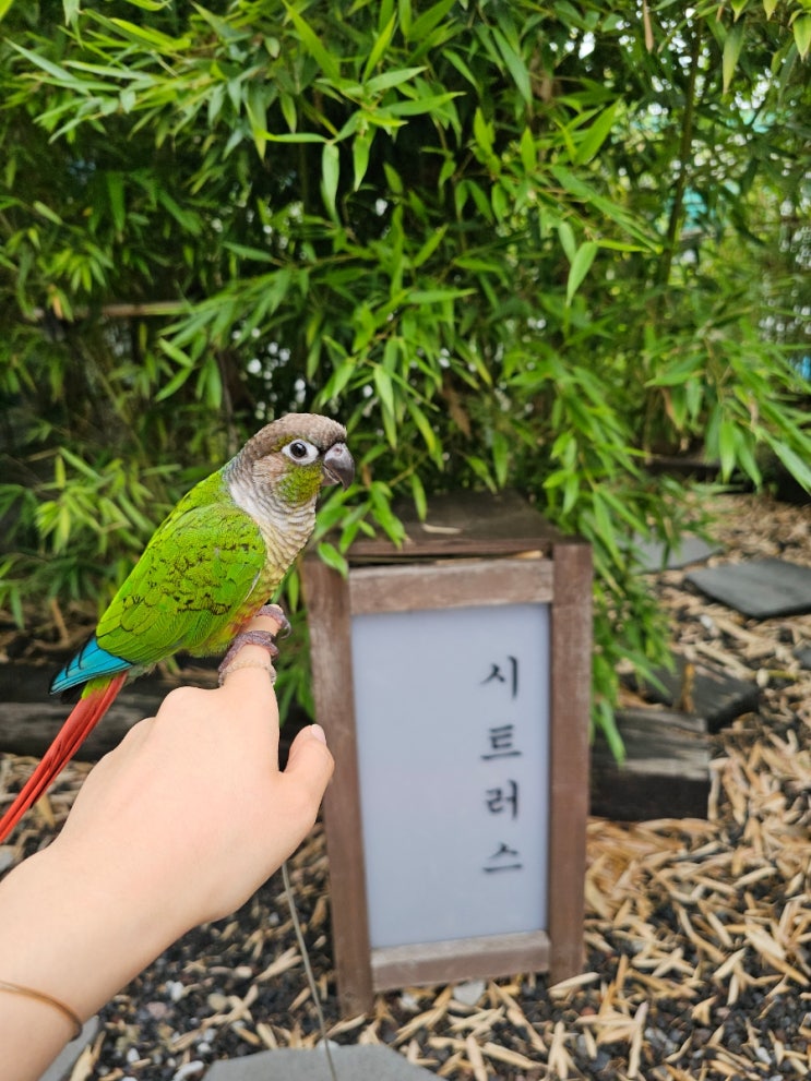  앵무새와 방문한 익산 핫플 카페 추천 시트러스