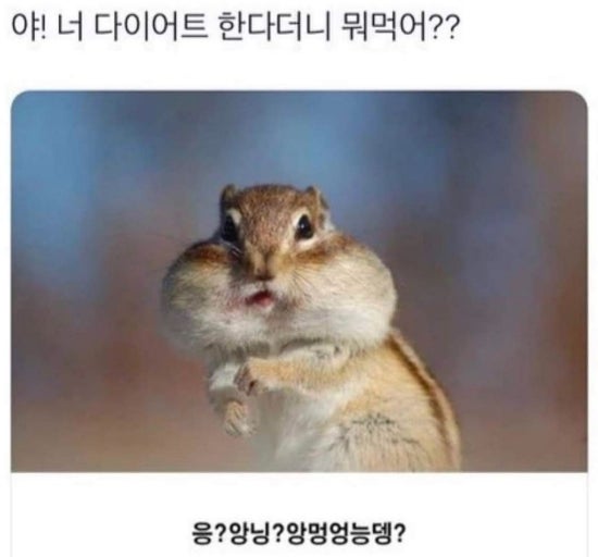  7-1 다이어트 하는 척 하는 일상로그