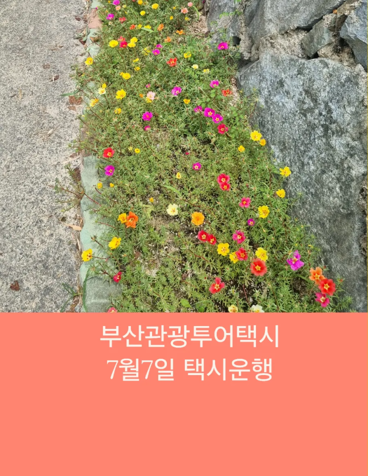  부산택시투어 부산관광택시 테마여행