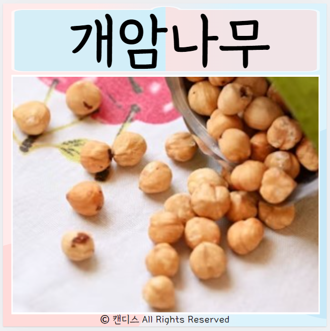  개암나무열매 효능 먹는법 부작용은?