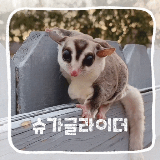  슈가글라이더 먹이 수명 하늘다람쥐 키우기 주의점