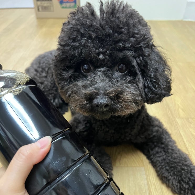  강아지 커피 먹으면 안 되는 이유 카페인 위험