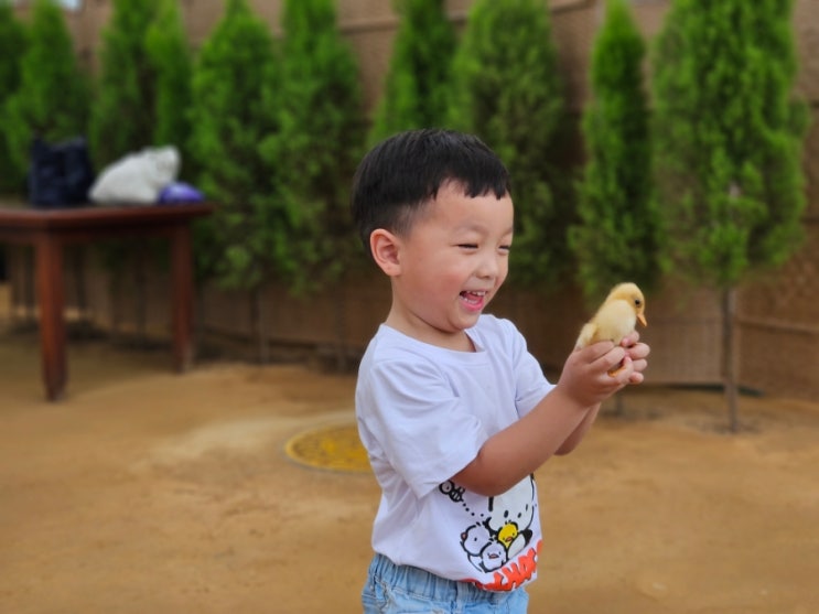  용인 무럭무럭농장 비오는날 동물먹이주기체험 다녀왔어요