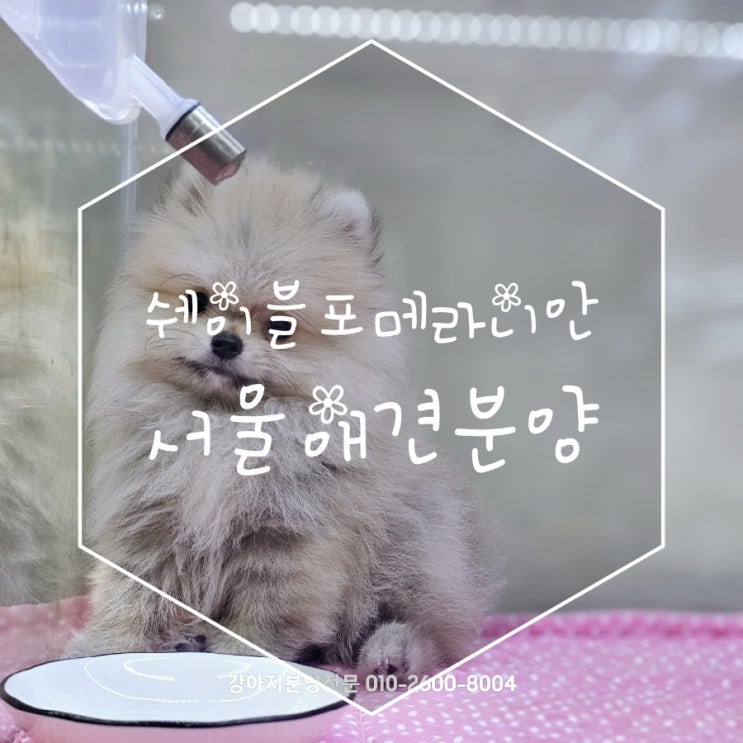  서울애견분양 쉐어블포메라니안을 소개합니다!