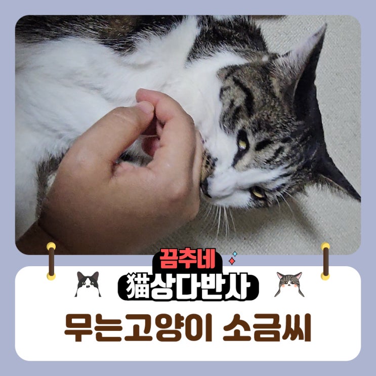  고양이가 궁디팡팡 받다가 갑자기 무는 이유