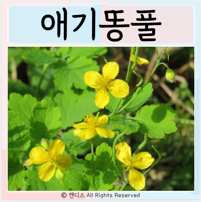  애기똥풀 꽃말 효능 주의사항은?