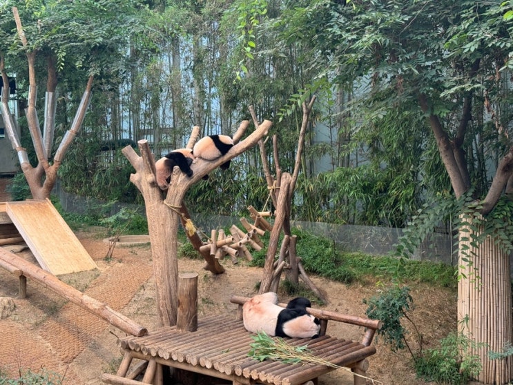  비오는 날 에버랜드! 판다월드, 로스트벨리, 정글탐험보트, 워터이벤트